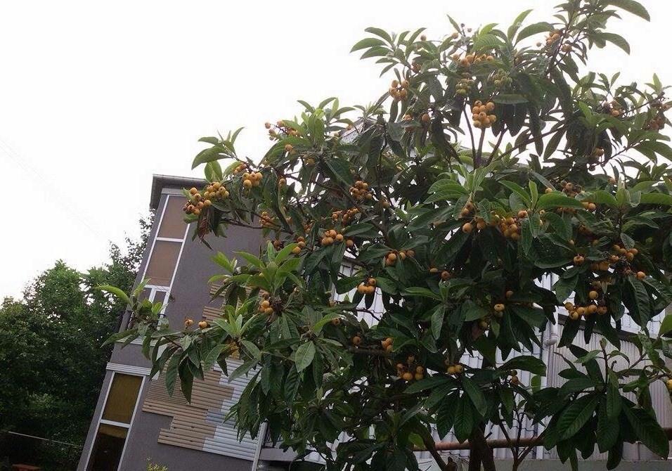 科布列季 微笑宾馆酒店 外观 照片